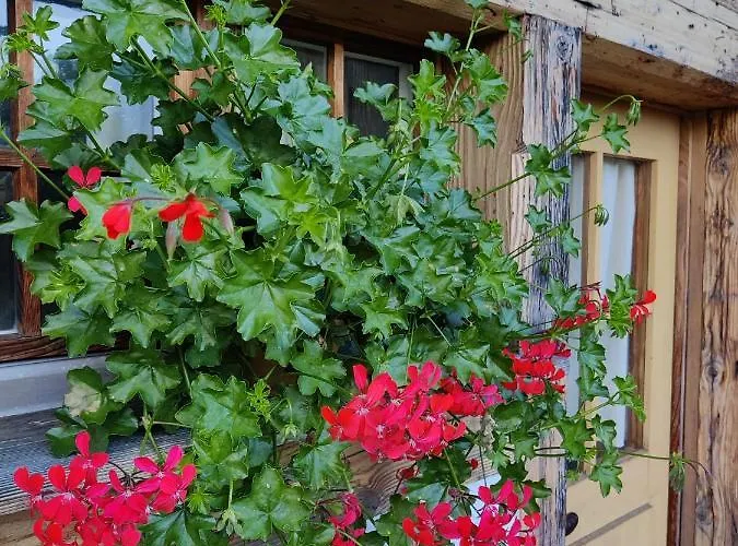 Frangio Ιντερλάκεν